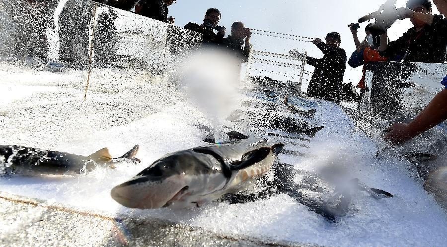 3000 Chinese sturgeon was released at the Three Gorge (Xinhua