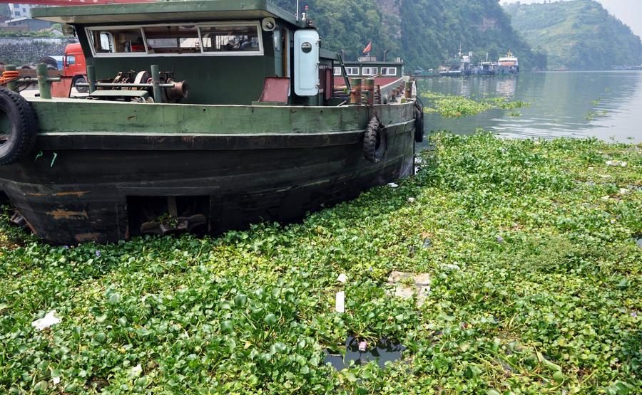 The dense growth of the water hyacinth in a tributary of Yangtze River due to eutrophication