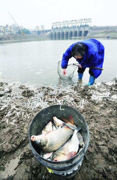 Massive fish die-off in Yangtze River