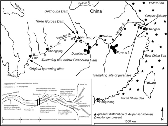 The historical and present distribution of Chinese sturgeon (Zhuang et al., 2016)