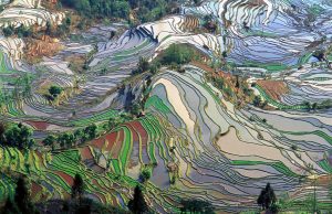 Terrace rice fields in Yunnan Province, China.