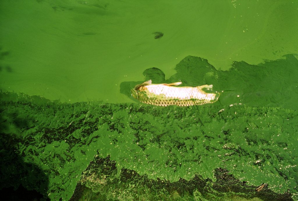 Algae and dead fish in Lake Dianchi Source: Flickr, Greenpeace China "Algae and dead fish in Dianchi Lake, China: