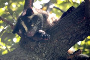 Figure 5: The Masked Palm Civet has gone extinct in the park