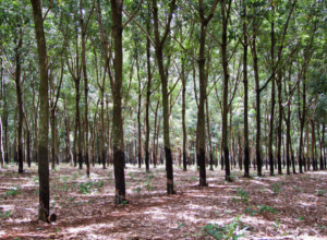 Deforestation Case in Xishuangbanna – Deforestation in Xishuangbanna, China
